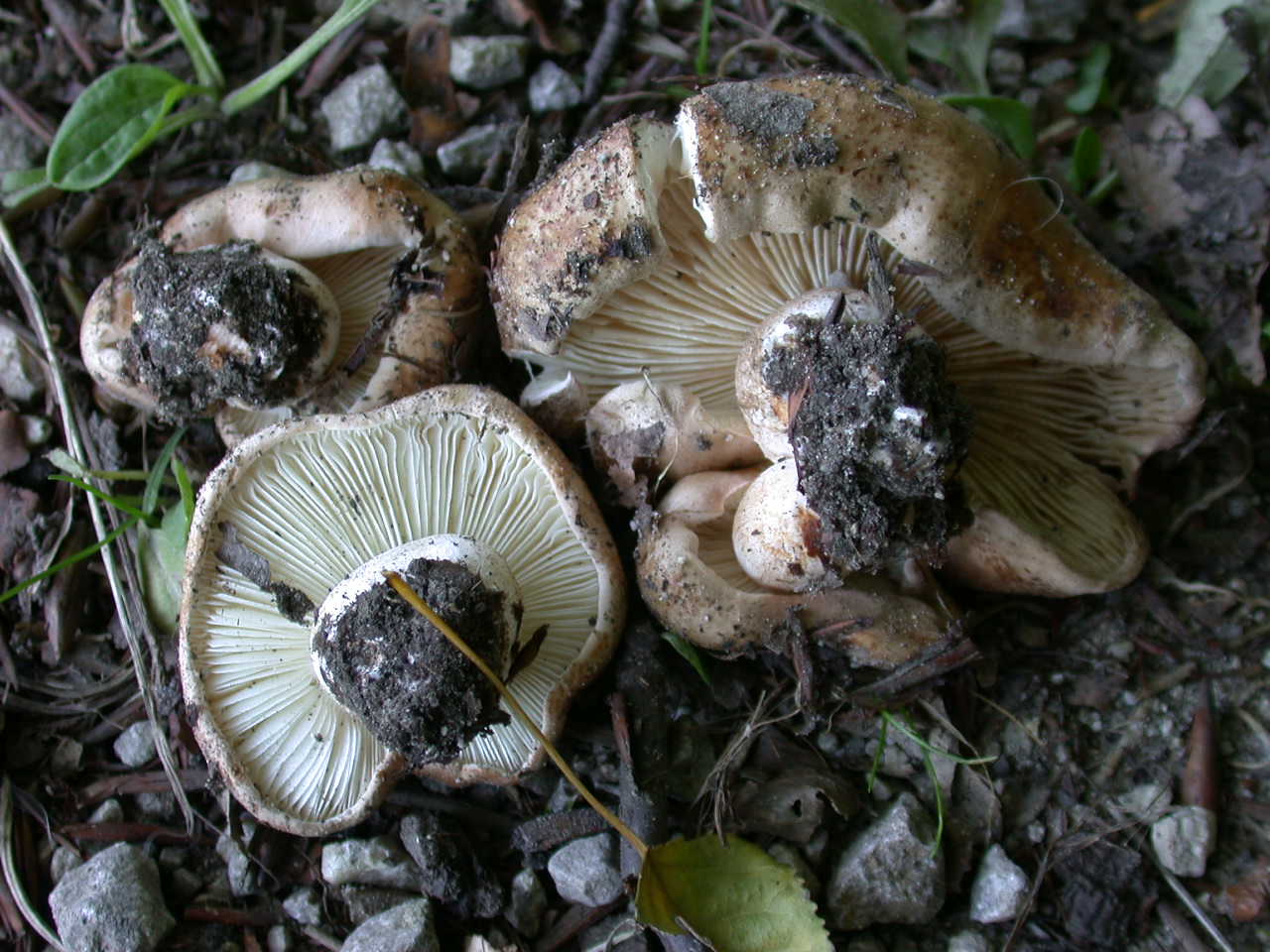Tricholoma populinum ...!!!